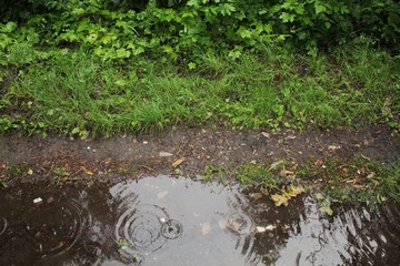 Fototapeta premium rain drops on the ground