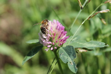 bee on a flower