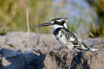 A pied kingfisher by the Chobe River in Botswana