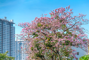 Tabebuia rosea or pink trumpet blooming with silhouette of apartment buildings background