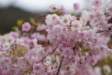 勝尾寺の山桜