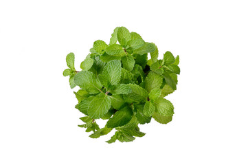 Bunch of fresh green mint on white background. Top view
