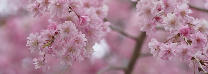 Obraz premium Kwitnie wiśnia w Katsuoji