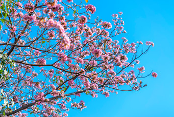 Close up Tabebuia rosea or pink trumpet blooming in sunny day with blue sky background.