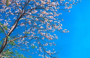 Close up Tabebuia rosea or pink trumpet blooming in sunny day with blue sky background.