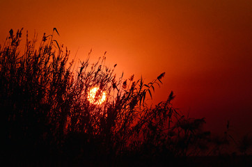 Sunset through the reeds