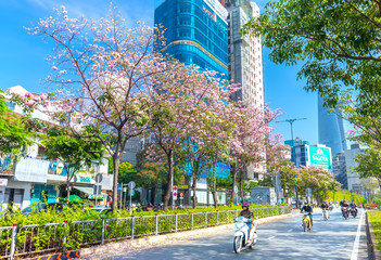 Traffic in Saigon street with motorbikes, car move under pink tabebuia rosea flower tree of urban...