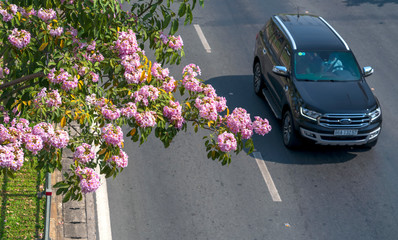 Traffic in Saigon street with motorbikes, car move under pink tabebuia rosea flower tree of urban development in Ho Chi Minh City, Vietnam