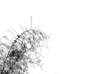 silhouette of black bamboo leaves isolated on white background