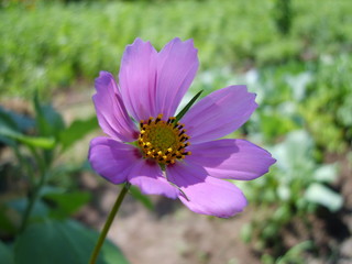 purple flower in the garden