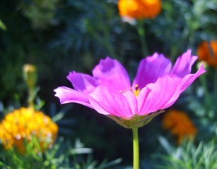 Obraz premium yellow and orange flower