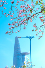 Tabebuia rosea or pink trumpet blooming with silhouette of skyscrapers buildings background
