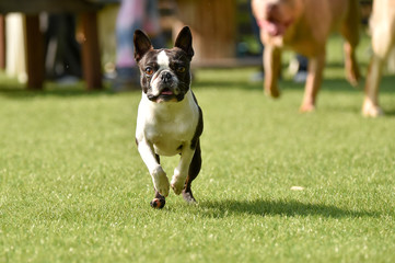 Fototapeta premium ドッグランで遊ぶピットブルとボストンテリア