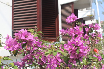 Fototapeta na wymiar bugainville flower in front of vintage window