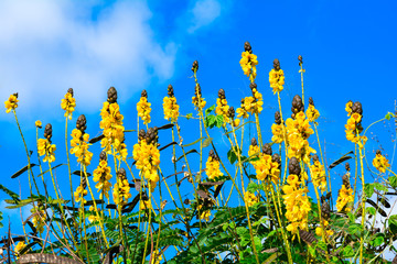 Bunch of  yellow flowers Senna didymobotrya with pods in wild in sunny day green leaves blue sky...