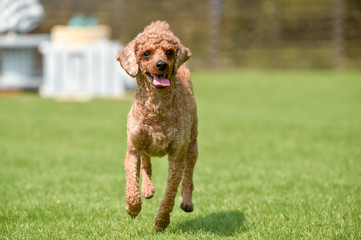 ドッグランで遊ぶトイプードル