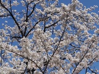 春の花々