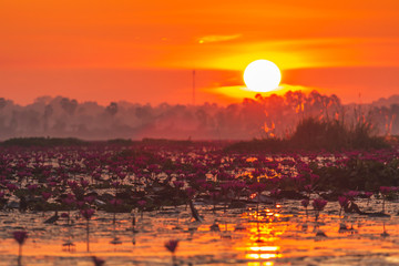 Sea of red lotus in the morning, Ban Dium, Udon Thani, THAILAND