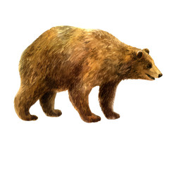 Watercolor illustration. Bear. Watercolor hand drawn forest animal.