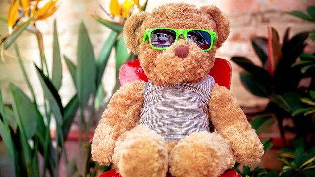 teddy bear with sunglasses in a garden