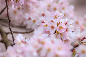 桜の花　春イメージ