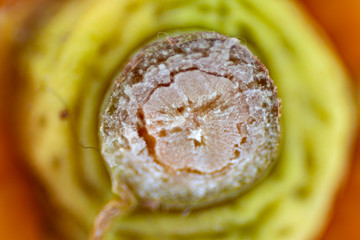 Close-up of cut surface of the fruit stalk of hassaku orange (Citrus hassaku)