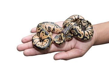 Fototapeta premium Hand holding two babies python isolated on background