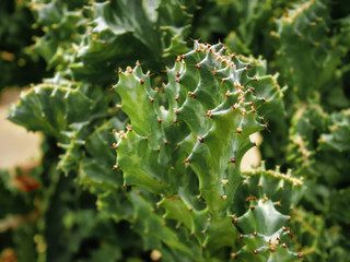 Close-up Spiky Succulent Plants with Selective Focus