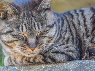猫 Cat