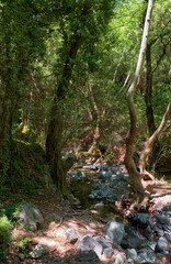 The stone mountain path - the part of nature hiking trail to the Millomeris waterfall. Platres, Cyprus.