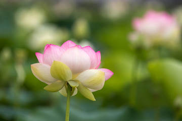 Obraz premium 蓮の花 初夏イメージ