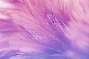 Pastel colored of chicken feathers in soft and blur style for the background