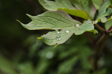 green leaf with dew