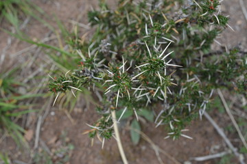 Planta con espinas