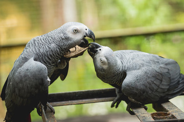 Parrots fighting for the food. Zoo, tropical reserve.