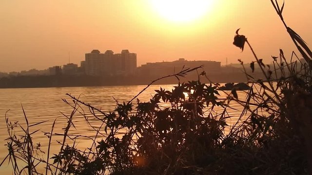 plants during sunset with red sky, sunset with landscape. Sunset in a field with straw grass. haloxylon tree on orange sunset background. Winter landscape - snow-covered bushes and trees against th


