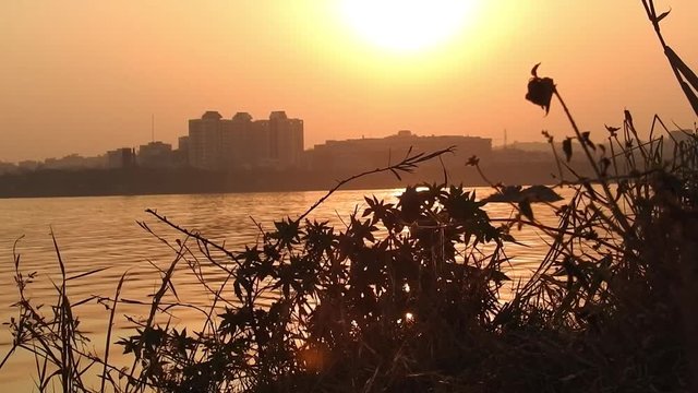 plants during sunset with red sky, sunset with landscape. Sunset in a field with straw grass. haloxylon tree on orange sunset background. Winter landscape - snow-covered bushes and trees against th


