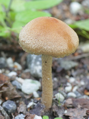 Lacrymaria lacrymabunda, known as the Weeping Widow, wild mushroom from Finland