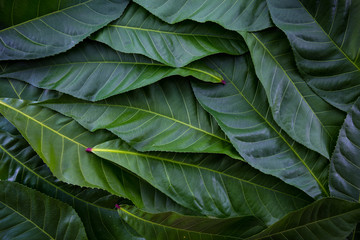 Fototapeta premium green leaf backdrop for background. green fresh for design.