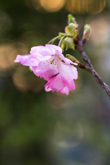 桜の花　春のイメージ