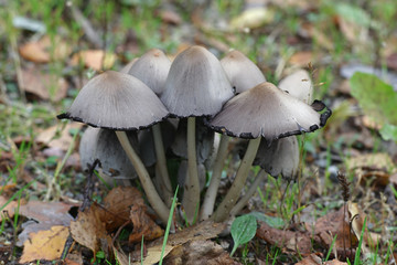 Coprinopsis atramentaria, known as the common ink cap, common inky cap or tippler's bane, wild mushroom from Finland