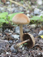 Lacrymaria lacrymabunda, known as the Weeping Widow, wild mushroom from Finland