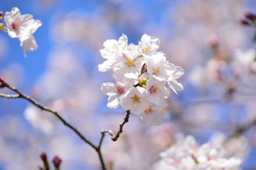 Obraz premium Sakura