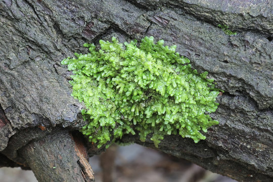 Radula complanata, known as Even Scalewort moss, a cannabinoid moss from Finland