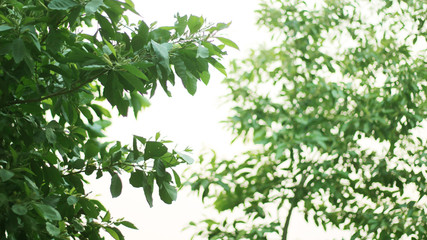 Fototapeta na wymiar Blurred of green trees with bokeh light background