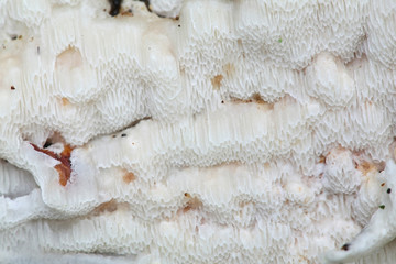 Physisporinus vitreus, a wood-decay polypore from Finland with no common english name