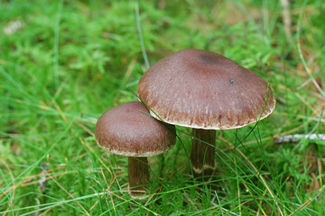 Cortinar webcap mushroom, Cortinarius brunneus