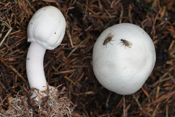 Agaricus silvicola (syn. Agaricus sylvicola), known as the wood mushroom, wild edible fungus from Finland