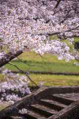 桜の花　春のイメージ