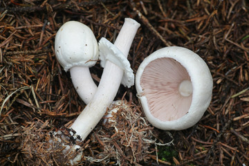 Agaricus silvicola (syn. Agaricus sylvicola), known as the wood mushroom, wild edible fungus from...